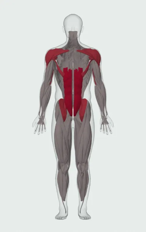 Press Sit-Up: the muscles it trains, from the front. Primary — Rectus Abdominis. Also worked — Clavicular Head, Sternocostal Head, Abdominal Head, Anterior Deltoid and 6 more. Sternocostal Head is lifted away in this view to show what lies beneath.
