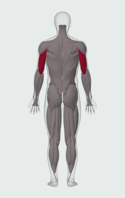 Pronated-Grip Dumbbell Triceps Extension: the muscles it trains, from behind. Primary — Long Head, Lateral Head and Medial Head.