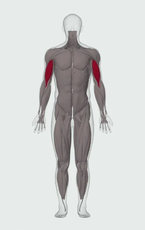 Prone Incline Barbell Curl: the muscles it trains, from the front. Primary — Long Head and Short Head.