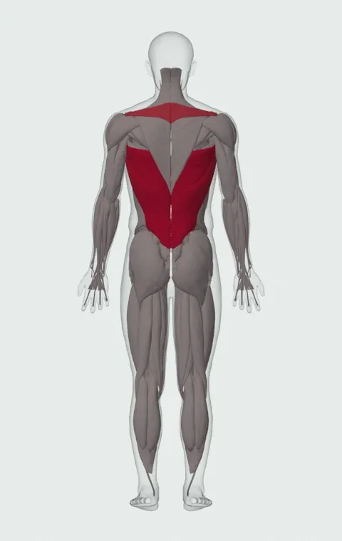 Pull-Up: the muscles it trains, from behind. Primary — Latissimus Dorsi. Also worked — Long Head, Short Head, Rhomboid Major, Rhomboid Minor and 1 more.