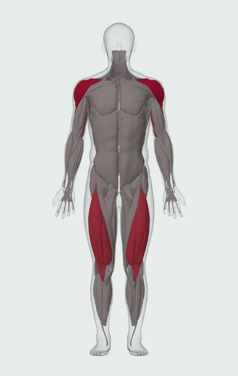 Push Press: the muscles it trains, from the front. Primary — Anterior Deltoid, Lateral Deltoid and Posterior Deltoid. Also worked — Rectus Femoris, Vastus Lateralis, Vastus Medialis, Vastus Intermedius and 3 more.