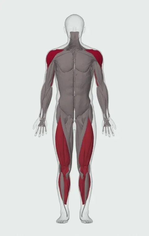 Push Press - Behind the Neck: the muscles it trains, from the front. Primary — Anterior Deltoid, Lateral Deltoid and Posterior Deltoid. Also worked — Gastrocnemius, Soleus, Rectus Femoris, Vastus Lateralis and 5 more.