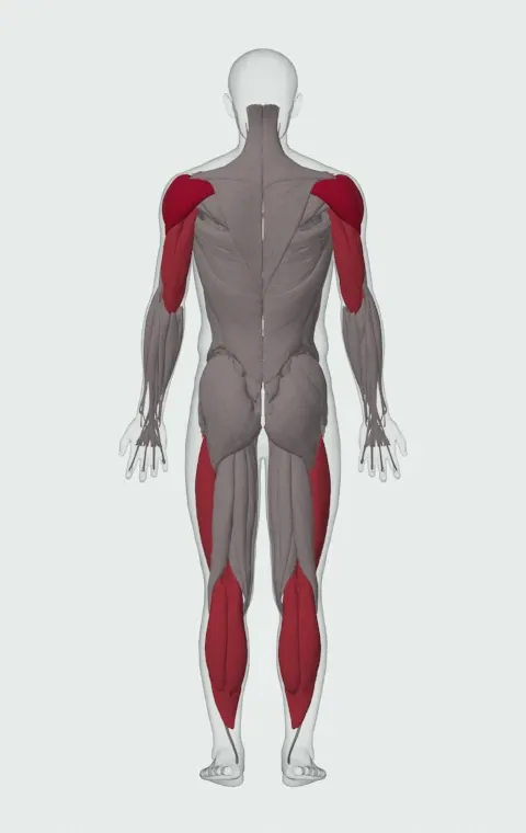 Push Press - Behind the Neck: the muscles it trains, from behind. Primary — Anterior Deltoid, Lateral Deltoid and Posterior Deltoid. Also worked — Gastrocnemius, Soleus, Rectus Femoris, Vastus Lateralis and 5 more.