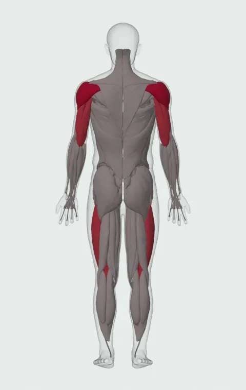 Push Press: the muscles it trains, from behind. Primary — Anterior Deltoid, Lateral Deltoid and Posterior Deltoid. Also worked — Rectus Femoris, Vastus Lateralis, Vastus Medialis, Vastus Intermedius and 3 more.
