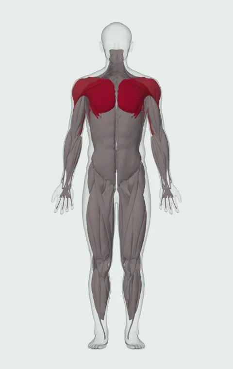 Push-Up: the muscles it trains, from the front. Primary — Clavicular Head, Sternocostal Head and Abdominal Head. Also worked — Anterior Deltoid, Lateral Deltoid, Posterior Deltoid, Long Head and 3 more.