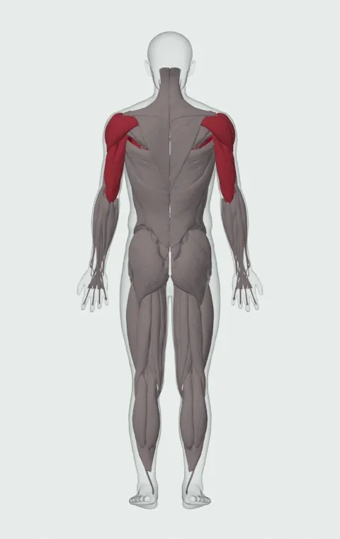 Push-Up: the muscles it trains, from behind. Primary — Clavicular Head, Sternocostal Head and Abdominal Head. Also worked — Anterior Deltoid, Lateral Deltoid, Posterior Deltoid, Long Head and 3 more.