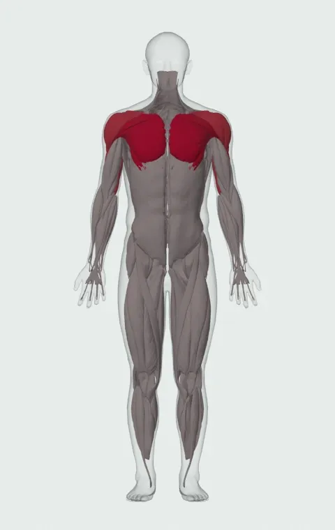 Push-Up with Feet on an Exercise Ball: the muscles it trains, from the front. Primary — Clavicular Head, Sternocostal Head and Abdominal Head. Also worked — Anterior Deltoid, Lateral Deltoid, Posterior Deltoid, Long Head and 2 more.