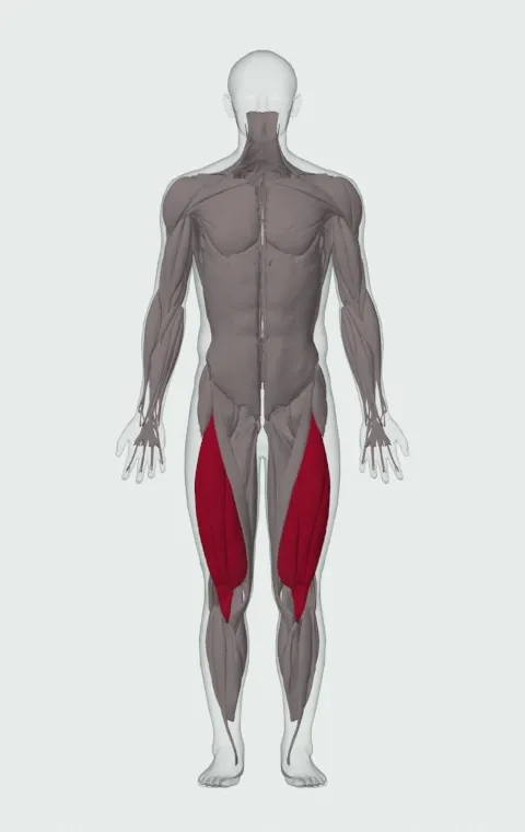 Quads: its 4 muscles highlighted on an anatomical figure, from the front — Rectus Femoris, Vastus Lateralis, Vastus Medialis and Vastus Intermedius.