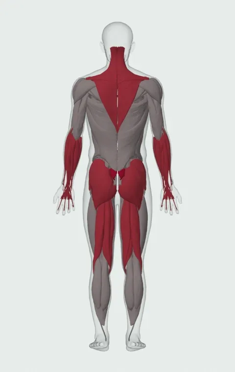 Rack Pull: the muscles it trains, from behind. Primary — Erector Spinae. Also worked — Forearm Flexors, Forearm Extensors, Gluteus Maximus, Gluteus Medius and 8 more.