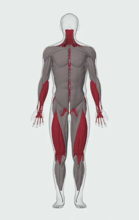 Rack Pull with Bands: the muscles it trains, from the front. Primary — Erector Spinae. Also worked — Forearm Flexors, Forearm Extensors, Gluteus Maximus, Gluteus Medius and 12 more.