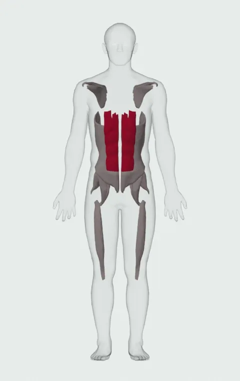 Abs highlighted on an anatomical figure, from the front.