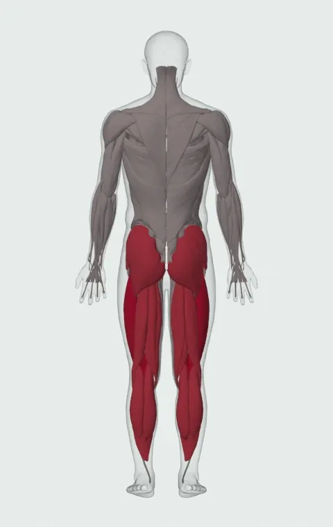 Lateral Standing Long Jump: the muscles it trains, from behind. Primary — Rectus Femoris, Vastus Lateralis, Vastus Medialis and Vastus Intermedius. Also worked — Gastrocnemius, Soleus, Gluteus Maximus, Gluteus Medius and 5 more.