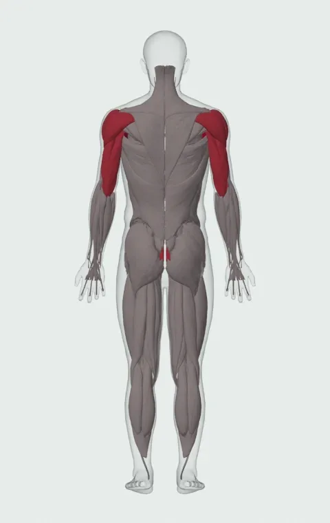 Repeated Medicine Ball Chest Pass: the muscles it trains, from behind. Primary — Clavicular Head, Sternocostal Head and Abdominal Head. Also worked — Rectus Abdominis, Anterior Deltoid, Lateral Deltoid, Posterior Deltoid and 3 more.