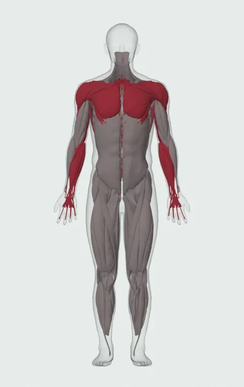 Reverse Band Bench Press: the muscles it trains, from the front. Primary — Long Head, Lateral Head and Medial Head. Also worked — Clavicular Head, Sternocostal Head, Abdominal Head, Forearm Flexors and 8 more.