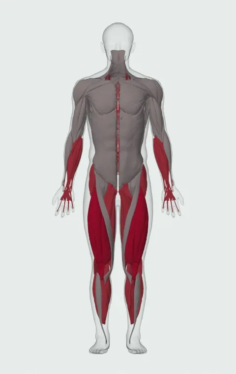 Reverse Band Box Squat: the muscles it trains, from the front. Primary — Rectus Femoris, Vastus Lateralis, Vastus Medialis and Vastus Intermedius. Also worked — Gluteus Medius, Gluteus Minimus, Tensor Fasciae Latae, Adductor Magnus and 13 more.