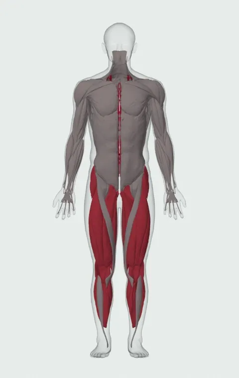 Reverse Band Deadlift: the muscles it trains, from the front. Primary — Erector Spinae. Also worked — Gluteus Medius, Gluteus Minimus, Tensor Fasciae Latae, Adductor Magnus and 14 more.