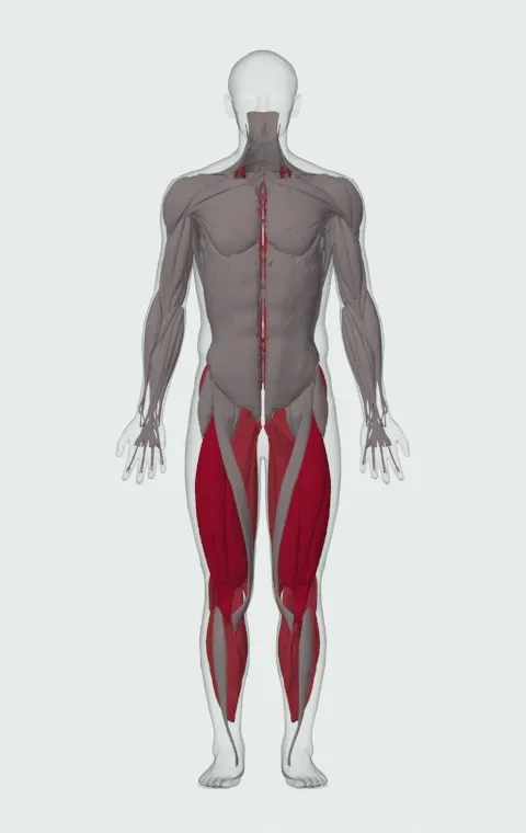 Reverse Band Power Squat: the muscles it trains, from the front. Primary — Rectus Femoris, Vastus Lateralis, Vastus Medialis and Vastus Intermedius. Also worked — Adductor Magnus, Adductor Longus, Adductor Brevis, Gracilis and 10 more.