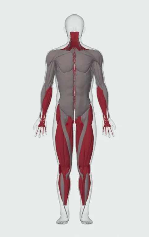 Reverse Band Sumo Deadlift: the muscles it trains, from the front. Primary — Biceps Femoris (Long Head), Biceps Femoris (Short Head), Semitendinosus and Semimembranosus. Also worked — Gluteus Medius, Gluteus Minimus, Tensor Fasciae Latae, Adductor Magnus and 16 more.