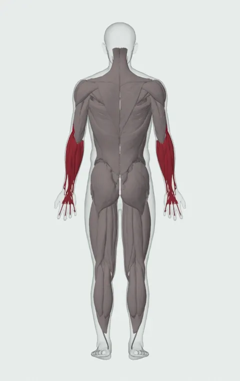 Reverse Barbell Curl: the muscles it trains, from behind. Primary — Long Head, Short Head, Brachialis and Brachioradialis. Also worked — Forearm Flexors and Forearm Extensors.