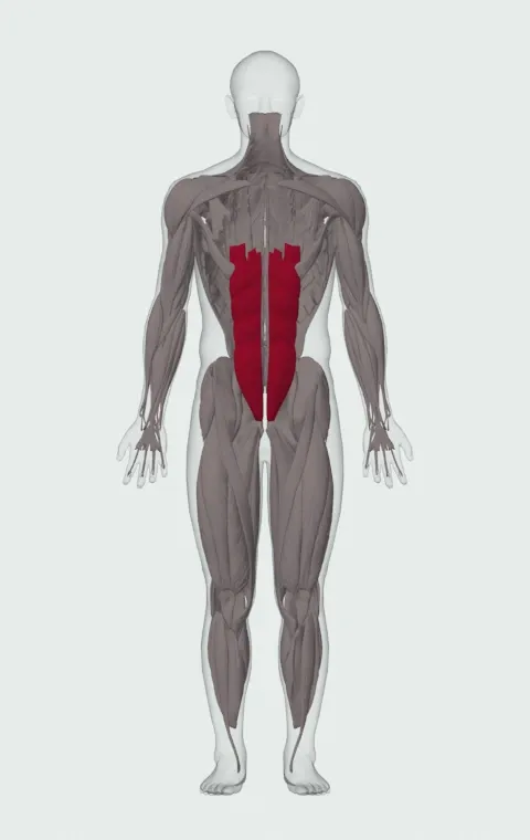 Reverse Crunch: the muscles it trains, from the front. Primary — Rectus Abdominis.