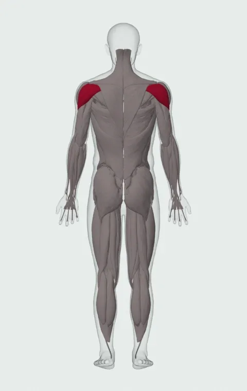 Reverse Fly: the muscles it trains, from behind. Primary — Posterior Deltoid.