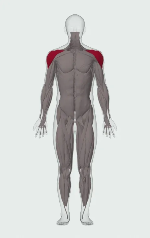 Reverse Fly with External Rotation: the muscles it trains, from the front. Primary — Anterior Deltoid, Lateral Deltoid, Posterior Deltoid, Infraspinatus and 1 more.