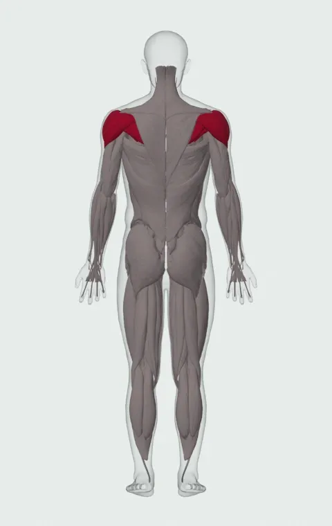 Reverse Fly with External Rotation: the muscles it trains, from behind. Primary — Anterior Deltoid, Lateral Deltoid, Posterior Deltoid, Infraspinatus and 1 more.