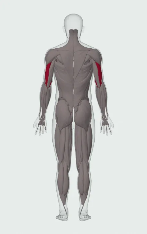 Reverse Grip Triceps Pushdown: the muscles it trains, from behind. Primary — Lateral Head and Medial Head.