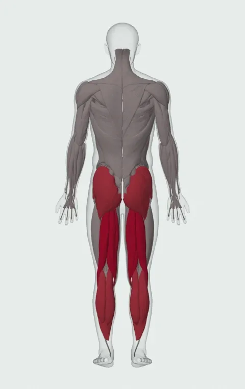 Reverse Hyperextension: the muscles it trains, from behind. Primary — Biceps Femoris (Long Head), Biceps Femoris (Short Head), Semitendinosus and Semimembranosus. Also worked — Gastrocnemius, Soleus, Gluteus Maximus, Gluteus Medius and 1 more.