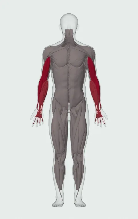 Reverse Plate Curl: the muscles it trains, from the front. Primary — Long Head, Short Head, Brachialis and Brachioradialis. Also worked — Forearm Flexors and Forearm Extensors.