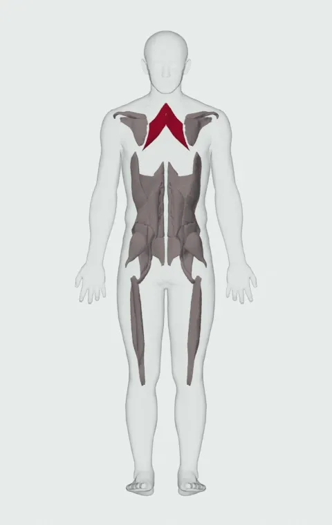 Rhomboid Major highlighted on an anatomical figure, from behind.
