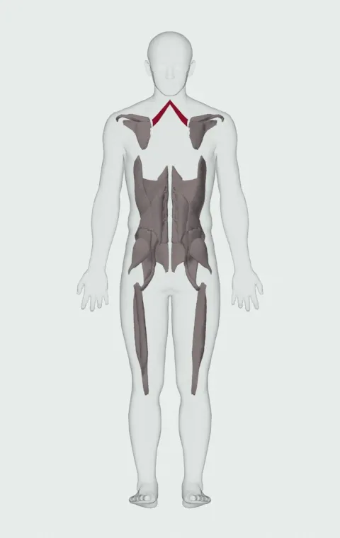 Rhomboid Minor highlighted on an anatomical figure, from behind.