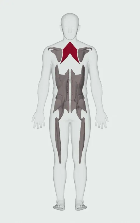 Rhomboids: its 2 muscles highlighted on an anatomical figure, from behind — Rhomboid Major and Rhomboid Minor.