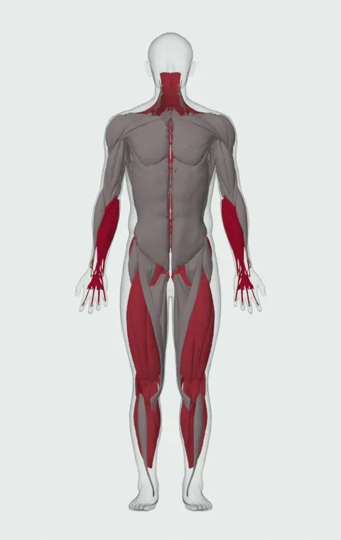 Rickshaw Carry: the muscles it trains, from the front. Primary — Forearm Flexors and Forearm Extensors. Also worked — Rectus Abdominis, Gastrocnemius, Soleus, Gluteus Maximus and 15 more.