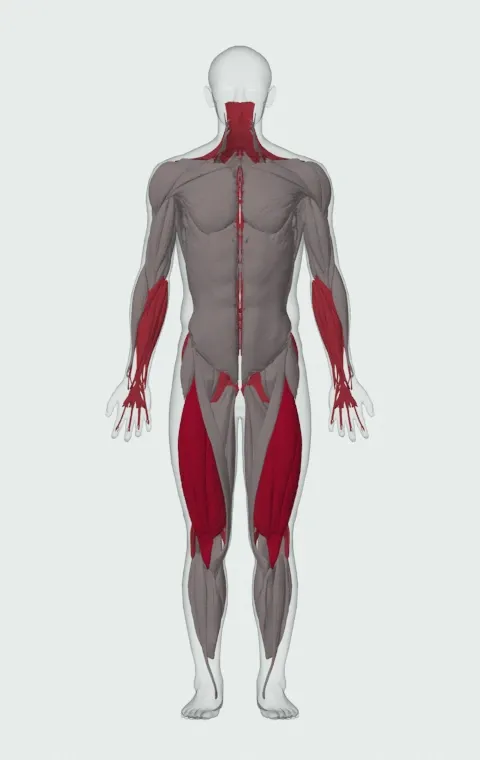 Rickshaw Deadlift: the muscles it trains, from the front. Primary — Rectus Femoris, Vastus Lateralis, Vastus Medialis and Vastus Intermedius. Also worked — Forearm Flexors, Forearm Extensors, Gluteus Maximus, Gluteus Medius and 9 more.