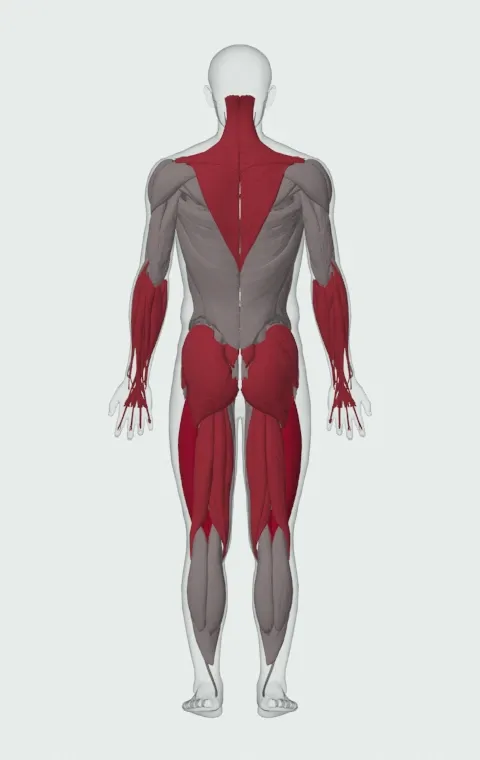 Rickshaw Deadlift: the muscles it trains, from behind. Primary — Rectus Femoris, Vastus Lateralis, Vastus Medialis and Vastus Intermedius. Also worked — Forearm Flexors, Forearm Extensors, Gluteus Maximus, Gluteus Medius and 9 more.