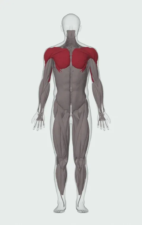 Ring Dip: the muscles it trains, from the front. Primary — Long Head, Lateral Head and Medial Head. Also worked — Clavicular Head, Sternocostal Head, Abdominal Head, Anterior Deltoid and 2 more.
