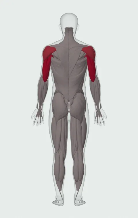 Ring Dip: the muscles it trains, from behind. Primary — Long Head, Lateral Head and Medial Head. Also worked — Clavicular Head, Sternocostal Head, Abdominal Head, Anterior Deltoid and 2 more.
