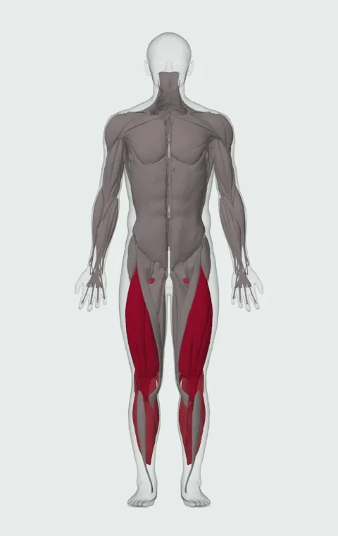 Rocket Jump: the muscles it trains, from the front. Primary — Rectus Femoris, Vastus Lateralis, Vastus Medialis and Vastus Intermedius. Also worked — Gastrocnemius, Soleus, Biceps Femoris (Long Head), Biceps Femoris (Short Head) and 2 more.