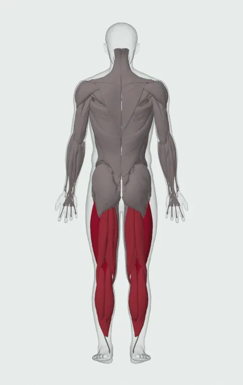 Rocket Jump: the muscles it trains, from behind. Primary — Rectus Femoris, Vastus Lateralis, Vastus Medialis and Vastus Intermedius. Also worked — Gastrocnemius, Soleus, Biceps Femoris (Long Head), Biceps Femoris (Short Head) and 2 more.