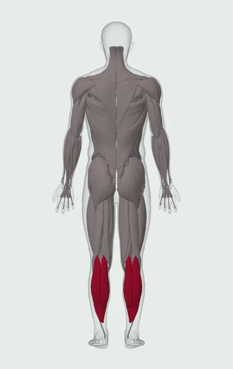 Rocking Standing Calf Raise: the muscles it trains, from behind. Primary — Gastrocnemius and Soleus.