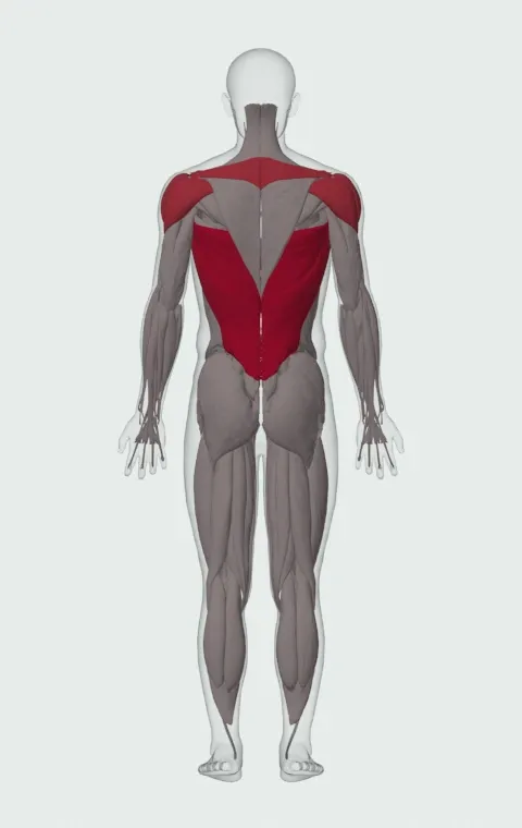 Rocky Pull-Up: the muscles it trains, from behind. Primary — Latissimus Dorsi. Also worked — Long Head, Short Head, Rhomboid Major, Rhomboid Minor and 4 more.