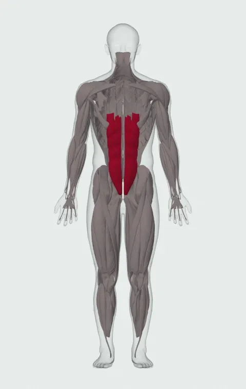 Rope Crunch: the muscles it trains, from the front. Primary — Rectus Abdominis.