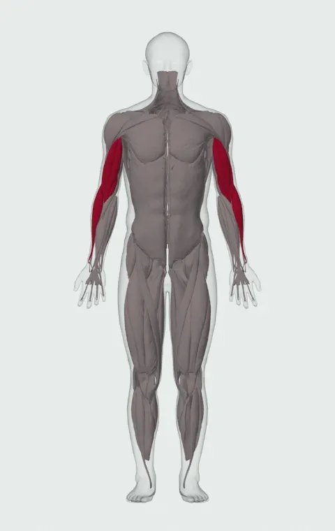 Rope Hammer Curl: the muscles it trains, from the front. Primary — Long Head, Short Head, Brachialis and Brachioradialis.