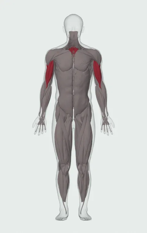 Rope Rear-Delt Row: the muscles it trains, from the front. Primary — Posterior Deltoid. Also worked — Long Head, Short Head, Rhomboid Major, Rhomboid Minor and 1 more.