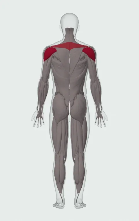 Rope Rear-Delt Row: the muscles it trains, from behind. Primary — Posterior Deltoid. Also worked — Long Head, Short Head, Rhomboid Major, Rhomboid Minor and 1 more.