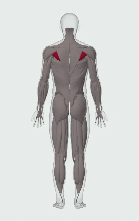 Rotator Cuff: its 4 muscles highlighted on an anatomical figure, from behind — Supraspinatus, Infraspinatus, Teres Minor and Subscapularis.