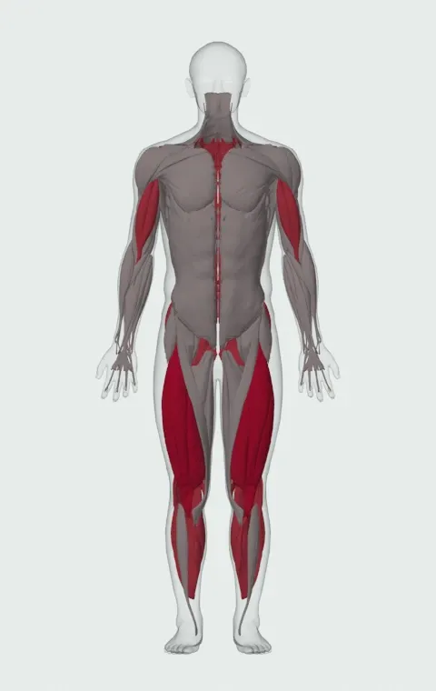 Rowing Machine: the muscles it trains, from the front. Primary — Rectus Femoris, Vastus Lateralis, Vastus Medialis and Vastus Intermedius. Also worked — Long Head, Short Head, Gastrocnemius, Soleus and 11 more.