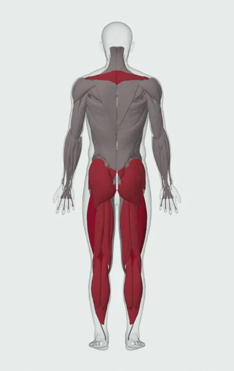 Rowing Machine: the muscles it trains, from behind. Primary — Rectus Femoris, Vastus Lateralis, Vastus Medialis and Vastus Intermedius. Also worked — Long Head, Short Head, Gastrocnemius, Soleus and 11 more.