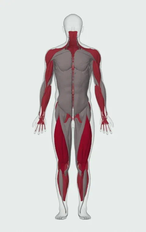 Sandbag Load: the muscles it trains, from the front. Primary — Rectus Femoris, Vastus Lateralis, Vastus Medialis and Vastus Intermedius. Also worked — Rectus Abdominis, Long Head, Short Head, Gastrocnemius and 19 more.